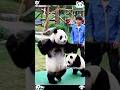 Baby panda hits zookeeper while jumping roep #panda #trending #cutepanda #cute