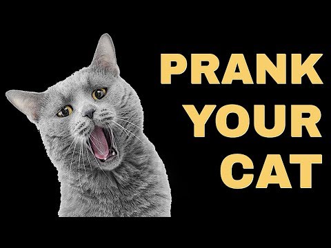 mice-sound-for-cats-|-prank-your-cat