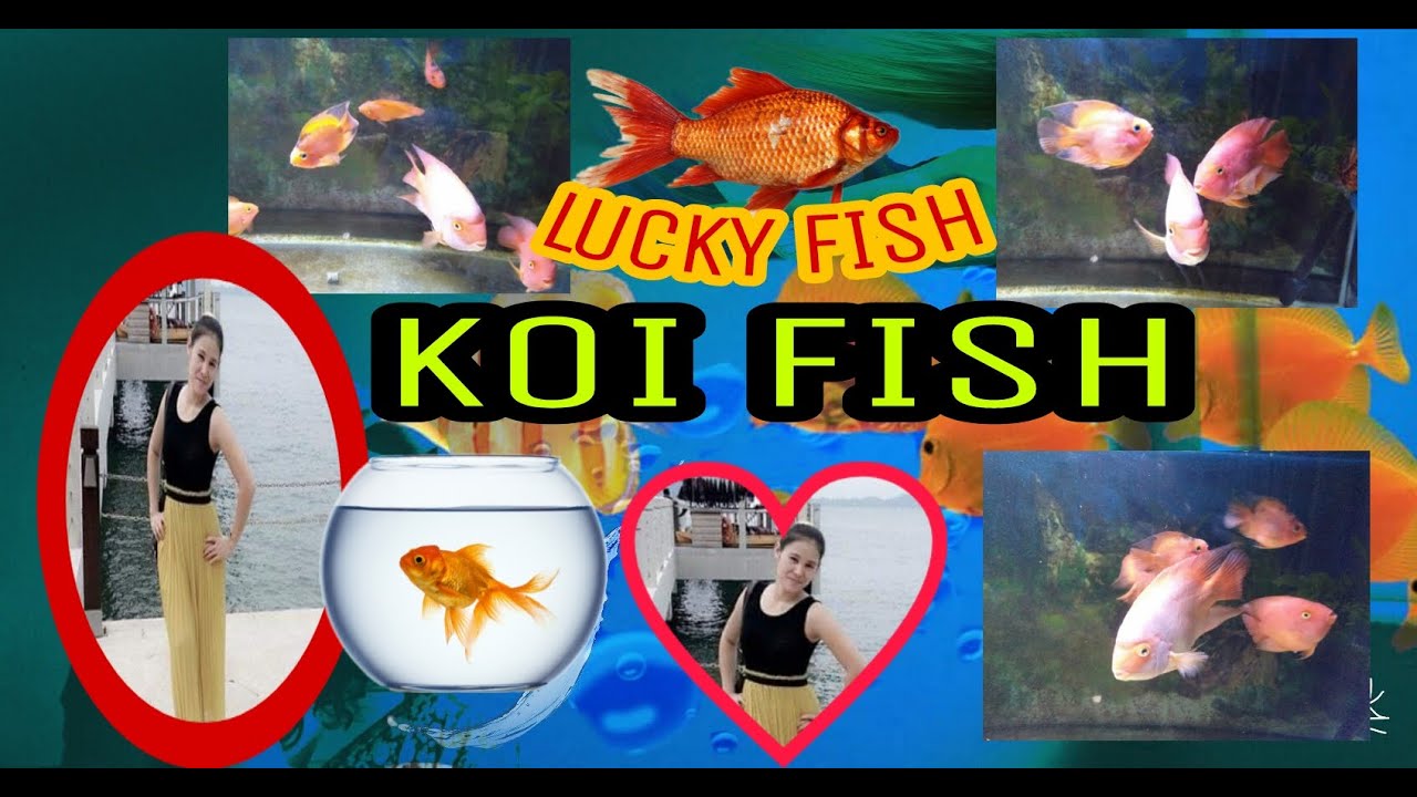 #KOIFISH