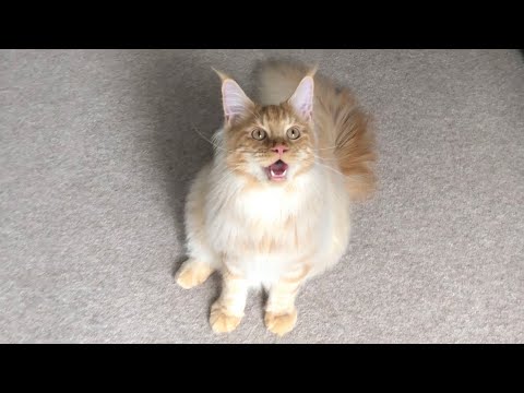 Wholesome Cat Video 🔊 Maine Coon Kitten Growing Up 😻