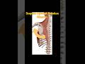 Scapula Upward Rotation Muscle Action. Shoulder Girdle Anatomy.