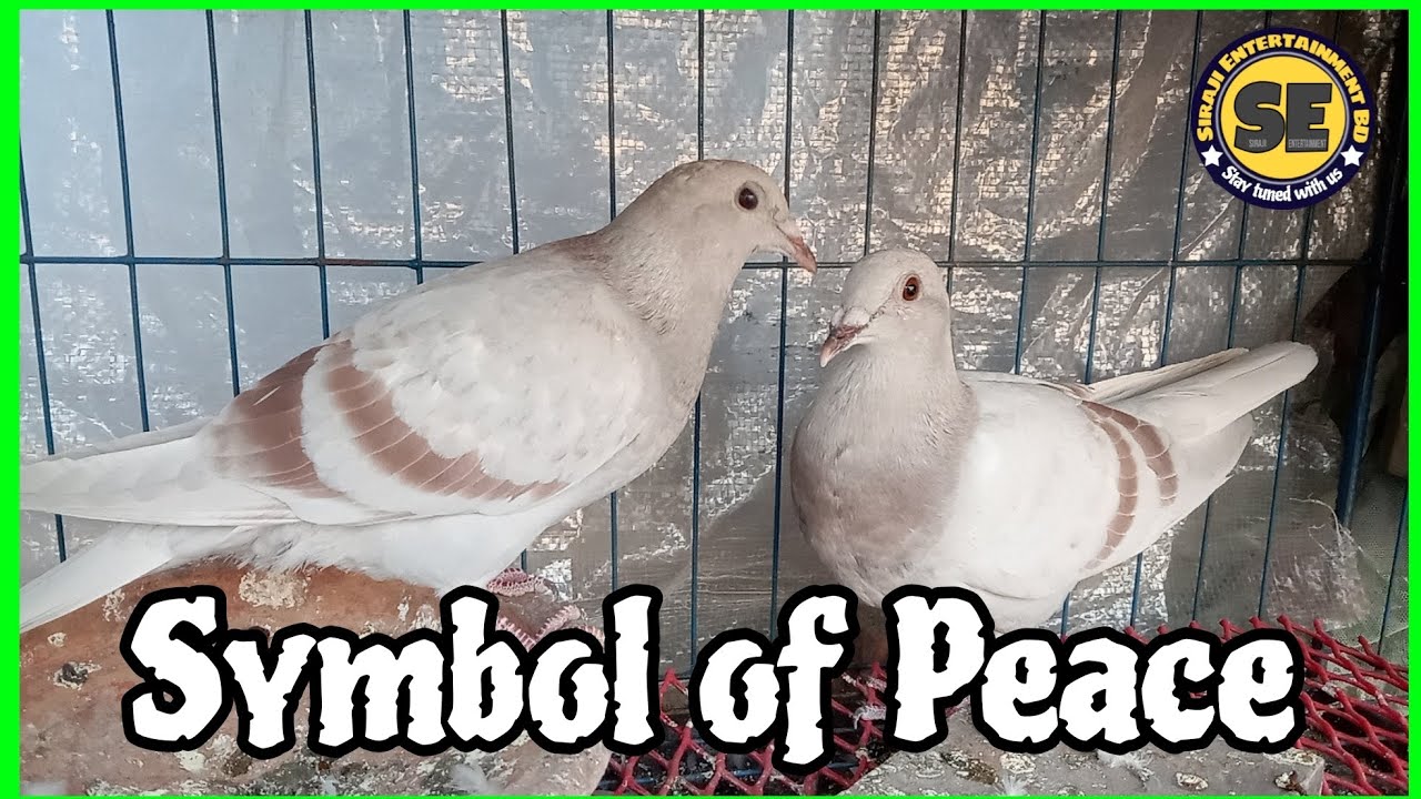 শান্তির প্রতীক || Symbol of Peach || Beautiful Pigeon || Siraji Entertainment 🇧🇩