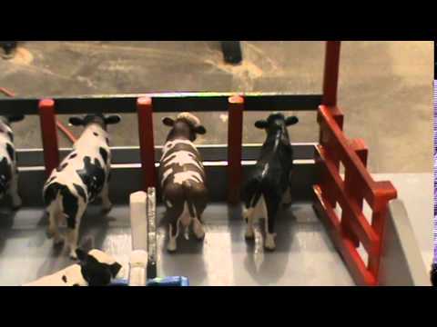 Cattle Confinement Barn Video - YouTube
