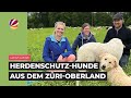 Malerisches Züri Oberland – Treue Herdenhunde und passionierte Biker | landuf, landab
