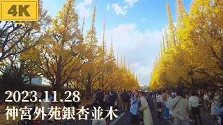 【4K/Tokyo】 walk in Japan/神宮外苑銀杏並木/2023年11月28日の様子