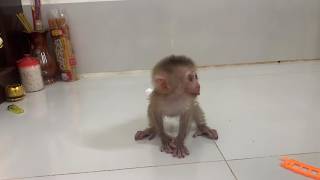 Baby Monkey play alone in room#monkey