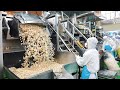 국내 팝콘 95%를 만드는 공장? 압도적인 대량생산으로 보기만해도 먹고싶은! 단짠 팝콘 만들기┃Amazing! Popcorn Factory - Food Factory