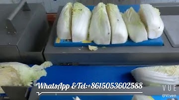 Cabbage washing and cutting machine vegetable processing machine