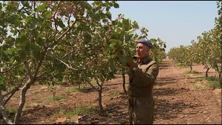 انتعاش زراعة الفستق في كردستان العراق 🇮🇶