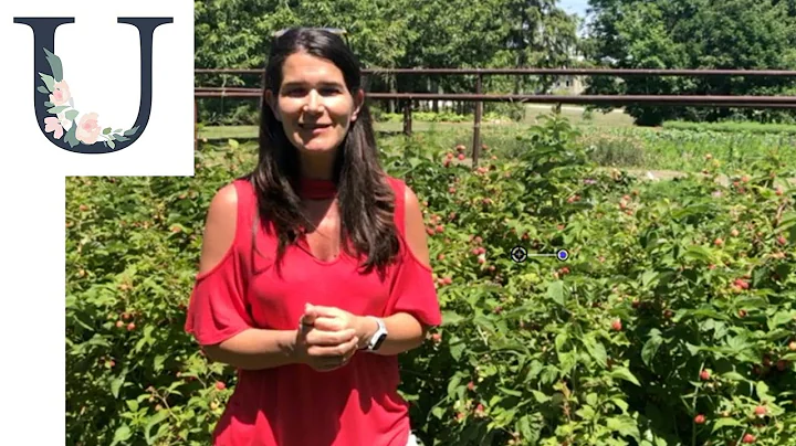 Grow your own Raspberries! - Which variety is best for you?