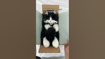 Realistic Cat Plush 🐱 | Handmade Companion Pet Gift Idea!