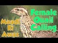 Female Quail Calling karkari Maadi Ki Awaz