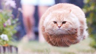 🤣Funny Animals Videos 2020🤣Best Of The 2020 Funny Animal Videos #2 😁 by Cute Animals 1,435 views 3 years ago 11 minutes, 18 seconds