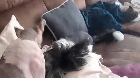 Watch the video about Chinese crested dog and Sphynx cat love affair