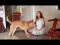 SUPER GREAT BONDING OF A CUTE GIRL AND A DOG THAT YOU WILL ENJOY WATCHING THE MOST