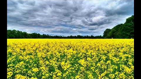 سورة الكهف بصوت القارئ التركي اسحاق دانيش