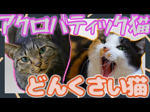 どんくさい猫とアクロバティック猫/三毛猫/キジトラ猫/日本猫