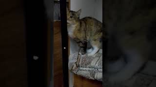Nice cat Mulya waiting near the door. Female, 2yo, spayed. кошка Муля ждет у двери.Она ищет дом.Спб Nice cat Mulya waiting near the door. Female, 2yo, spayed. кошка Муля ждет у двери.Она ищет дом.Спб