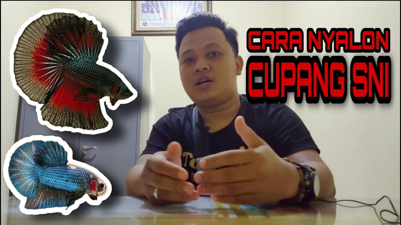 Ikan cupang - CARA NYALON CUPANG SNI 