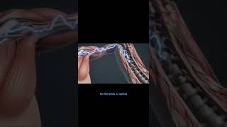 How Sensory Neurons Work! | Class 10 Science | Reflex Action Explained in 15 Seconds