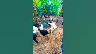 Porakukul site aseel  duck #easusa