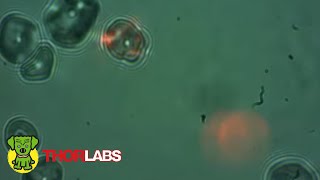 ポータブル光ピンセット 光トラップ 実習用キット