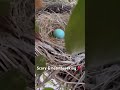 Last night I saw a coyote near the tree where the blue eggs are 😳🪺