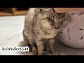 高齢猫と穏やかに過ごす緩和治療の始まり【保護猫】