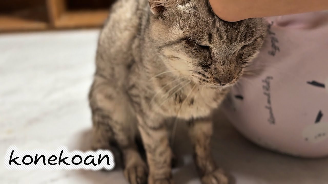 高齢猫と穏やかに過ごす緩和治療の始まり【保護猫】