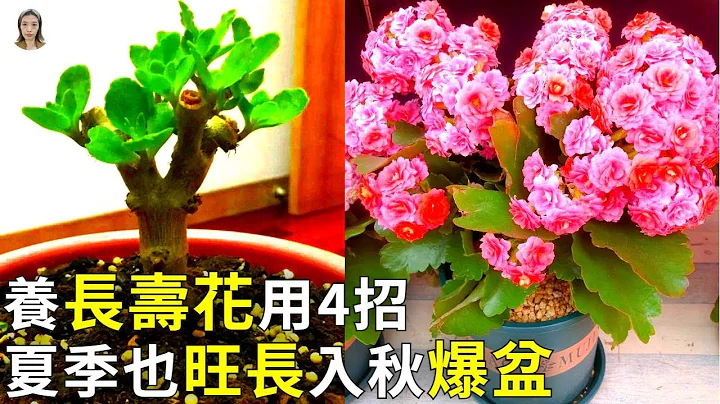 養長壽花，用4招，夏天照樣旺長，入秋開花爆滿盆|Kalanchoe|花花世界 - 天天要聞