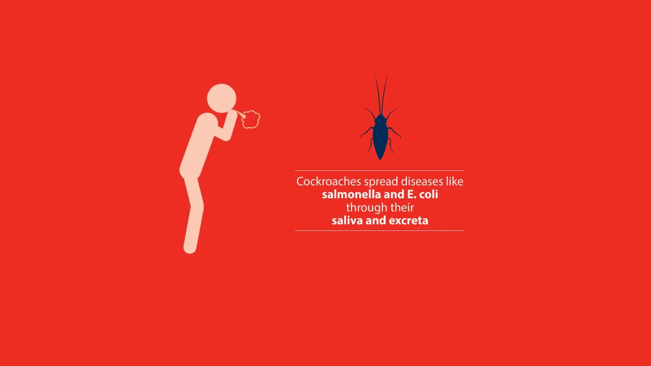 The Dangers of Cockroaches: Rentokil Pest Control Singapore