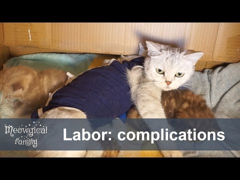 How To Tell If My Cat Is Pregnant - 😨 Saving a pregnant cat - complications during gestation and labor