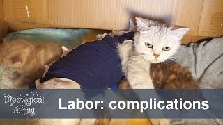 Saving A Pregnant Cat Complications During Gestation And Labor Saving A Pregnant Cat Complications During Gestation And Labor