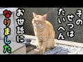 野良猫のケガを治療してリリースした結果が嬉しすぎた
