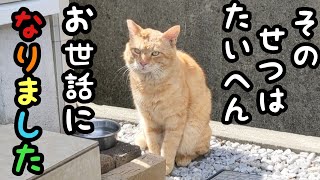 野良猫のケガを治療してリリースした結果が嬉しすぎた