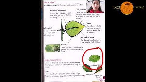 Plenty of Leaves full chapter 7 explanation class 3||Green Earth |Tarun Publication ||EVS ||Science