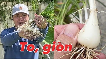 Nguyên nhân trồng sai lầm làm củ kiệu bị nhỏ và cách trồng củ kiệu có ăn quanh năm