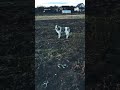 6-месячный щенок обучается охранять#shorts