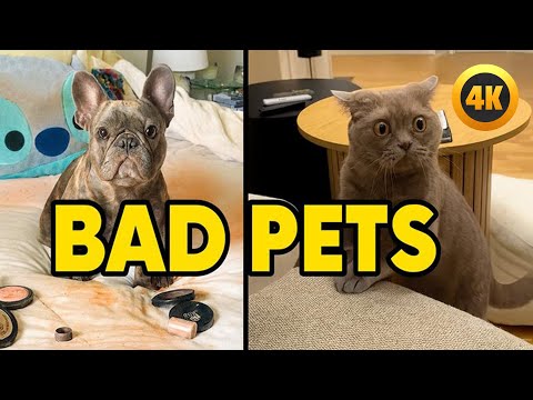 GUESS the Bad Pet 🤣 | Try Not to Laugh 😂