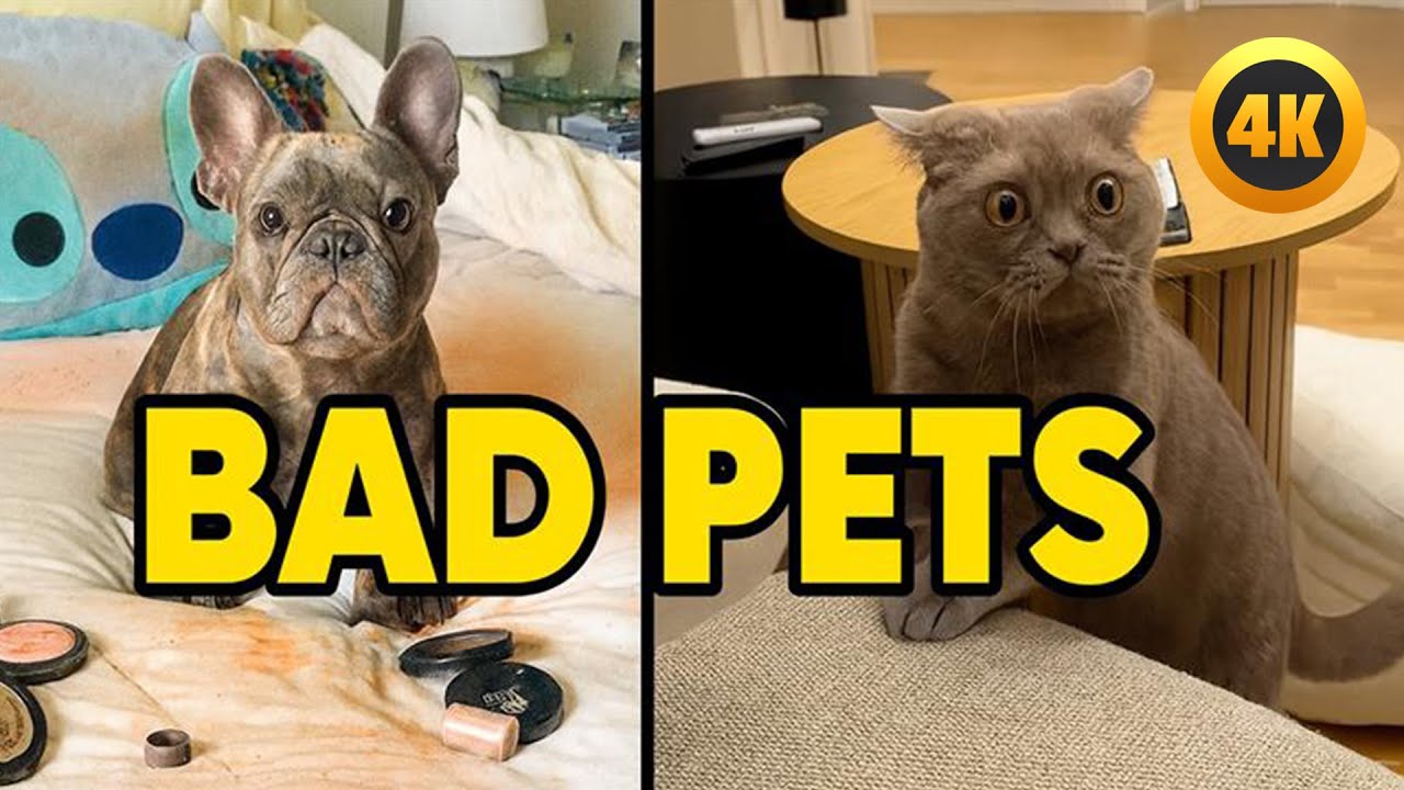 GUESS the Bad Pet 🤣 | Try Not to Laugh 😂