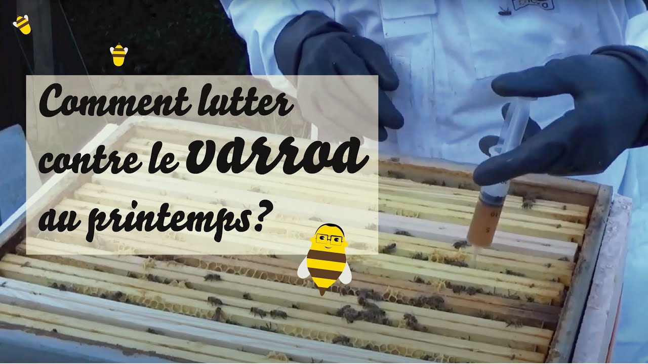 Comment lutter contre le varroa au printemps ?