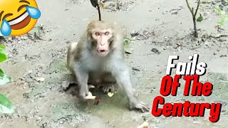 Best Fails Of The Century 47 | Never Steal a Monkey's Food 🐒😱