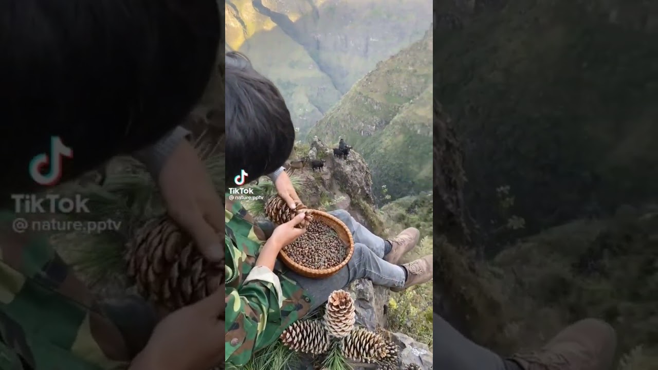 Pinus gerardiana seeds  TikTok nature.pptv 