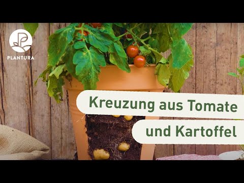 Video: Tomatenpflanzen neben Kartoffeln - Informationen zum gemeinsamen Anpflanzen von Tomaten und Kartoffeln