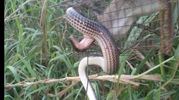 đặc bẫy chuột cống nhum nó lạ lắm à nha