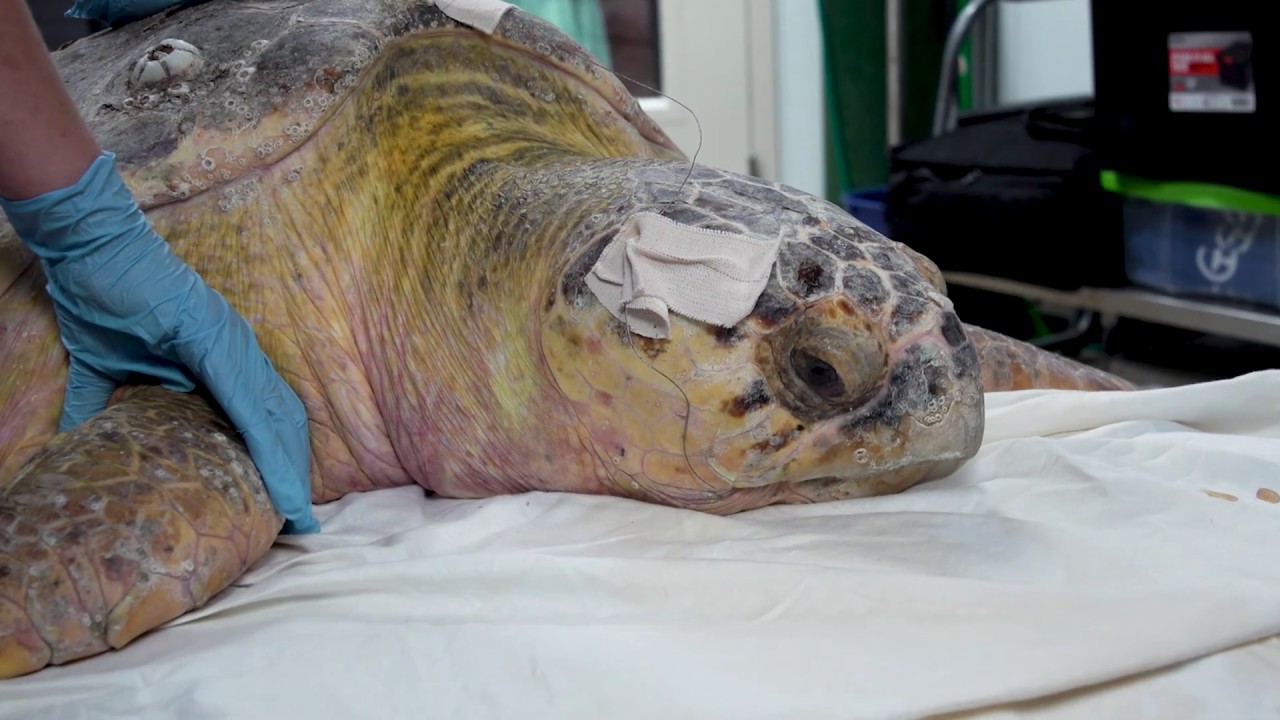 Two Sea Turtles Released After Months of Rehab - Scooter and ...