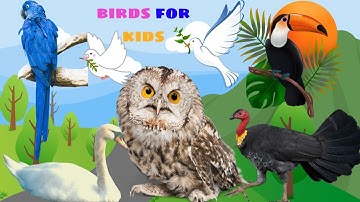 BÉ KHÁM PHÁ CÁC LOÀI CHIM TRONG TIẾNG ANH CÙNG RUBY | HỌC CÙNG RUBY TV