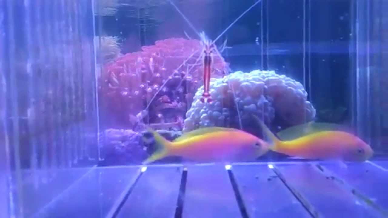 企鵝島金魚 勇者鬥惡龍2