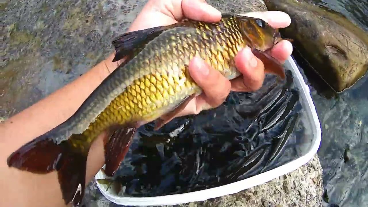 魚多到爆炸  2小時就釣一桶