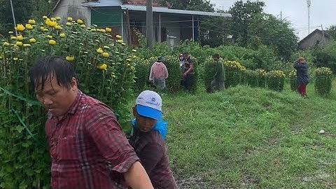 Cung Cấp Hoa Cúc Đại Đoá Tết 2024 D 1M2 1M1 1M 90 60 40 Hàng Xuất Xuyên 13 Tỉnh Miền Tây / Miền Nam